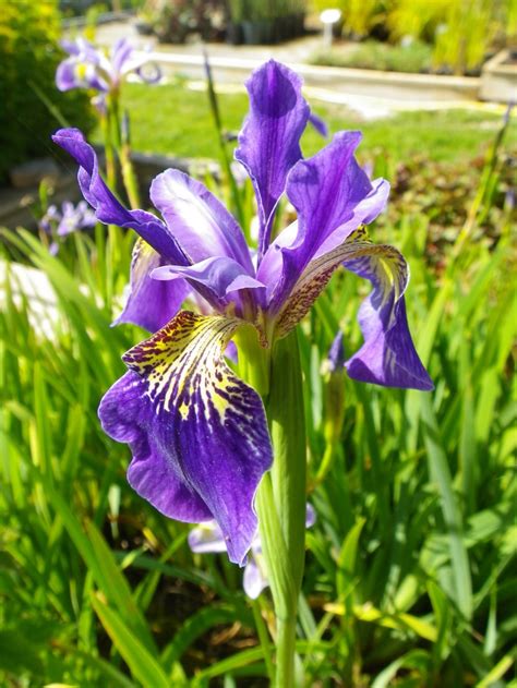 Iris Versicolor Blue Flagboston Iris Devon Pond Plants