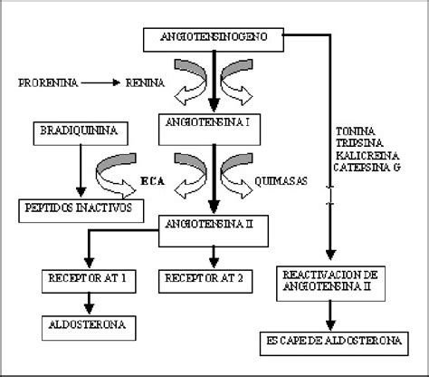 Sistema Renina Angiotensina Aldosterona Farmacologia Enfermeria The