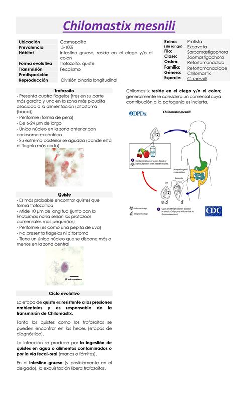 Chilomastix Mesnili Ubicaci N Cosmopolita Prevalencia H Bitat