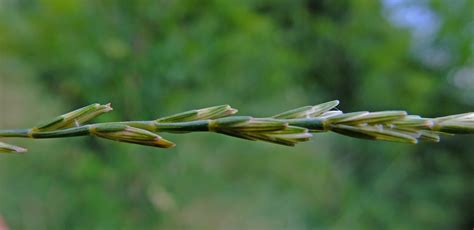 Thinopyrum Intermedium Poaceae