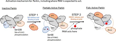 Frontiers Pink1parkin Pathway Activation For Mitochondrial Quality