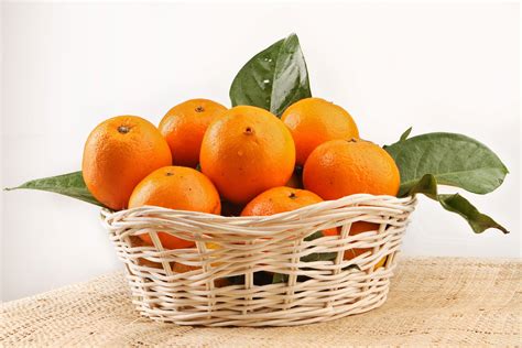 무료 이미지 Rangpur 감귤류 만다린 오렌지 클레멘 타인 발렌시아 오렌지 탄젤로 Calamondin 등자