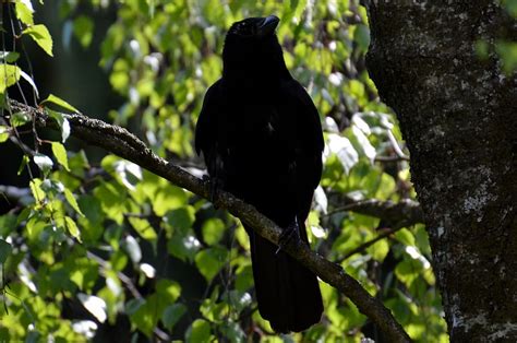 Burung Gagak Putih Homecare24