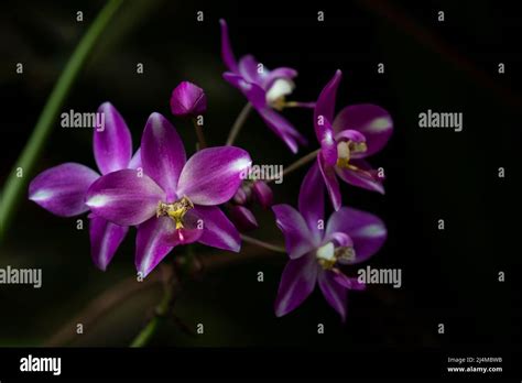 Orchid Flowers in Hawaii Stock Photo - Alamy