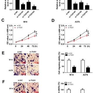 Silencing TUG1 Expression Inhibits The Proliferative Migratory And