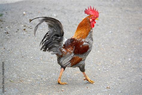 gallo de corral caminando en libertad por un pueblo Stock Photo | Adobe ...