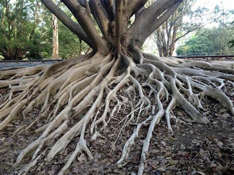 Putting Down Roots Photograph By Dawn Nash Fine Art America