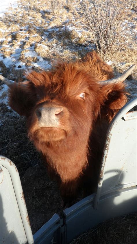 Nevis Cow Being Goofy ♡ Cute Cows Scottish Highland Cow Cow