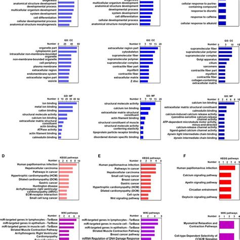 The Gene Expression And Associated Molecular Function Analysis Of