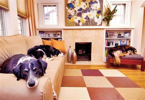 Pet Friendly Apartment Living Boston Pads