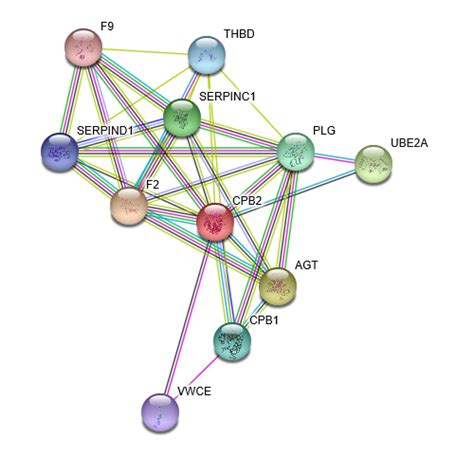 Carboxypeptidase B Protein Overview Sino Biological