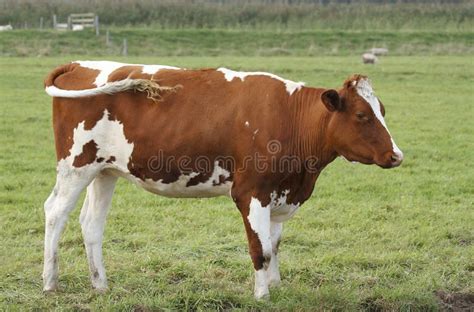 Brown and white cow stock photo. Image of calf, argiculture - 44497636