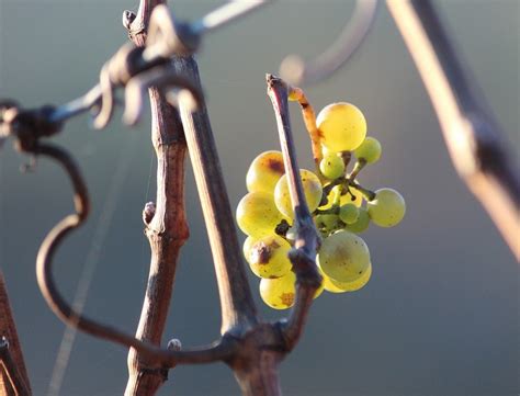 The Enchanting World of German Eiswein: A Journey Through Ice Wine ...