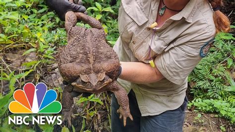 Meet Toadzilla Australia S Record Breaking Cane Toad YouTube