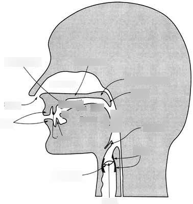 Exam 1 - Diagram - Points of Articulation Diagram | Quizlet