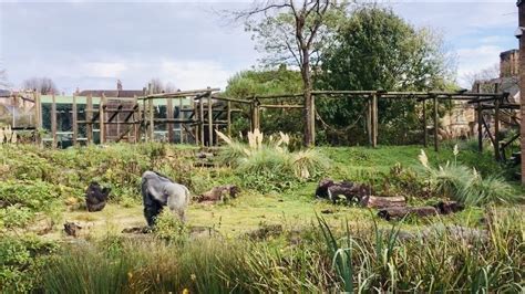 Six things not to miss for a perfect Bristol Zoo experience