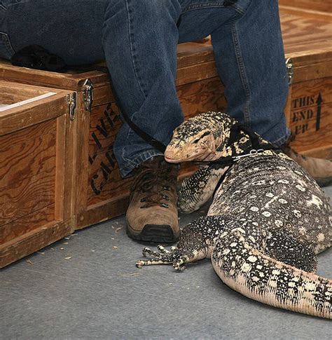 Monitor Lizard Species Harness People Photo Background And Picture For ...