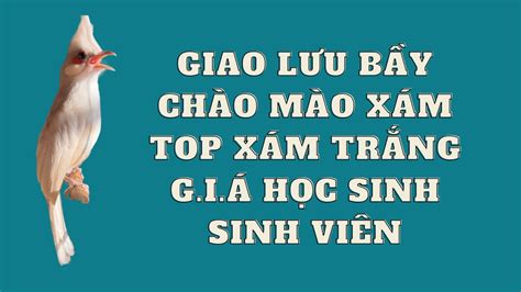 Nhập đội bầy chào mào đột biến đủ loại chim 6-7 tháng tuổi - YouTube