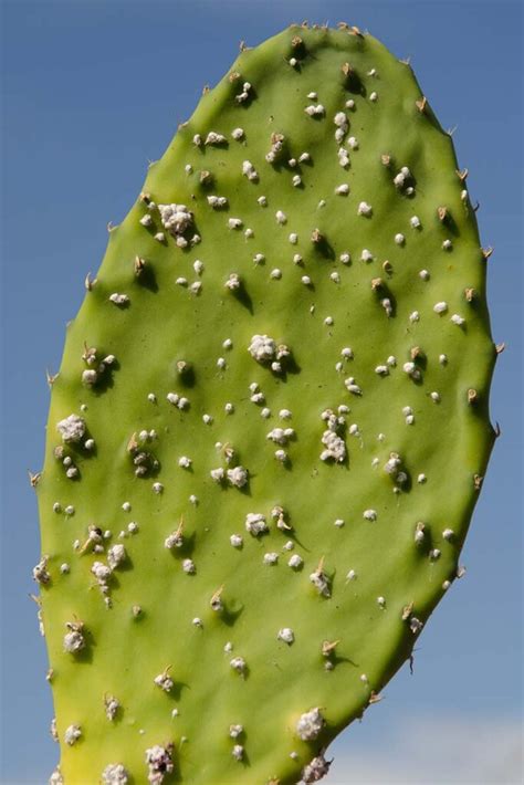 How To Grow Prickly Pear Cactus Gardeners Path