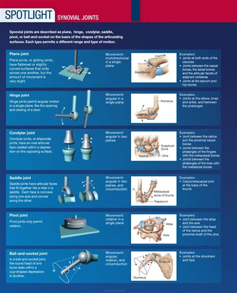 Amphiarthrosis Joint