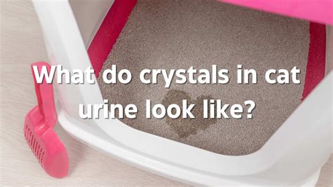 What do crystals in cat urine look like? CAUSES & TREATMENTS