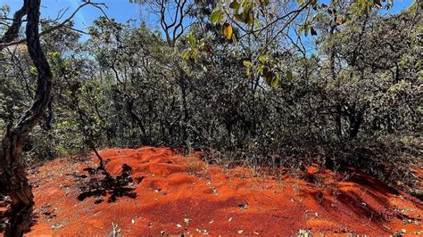 Alertas De Desmatamento Batem Recorde No Cerrado Nos 7 Primeiros Meses