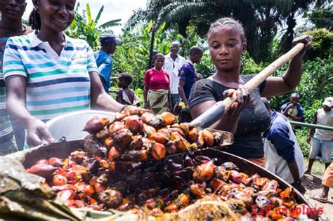 Pistes Pour La Relance De La Production Dhuile De Palme En Rd Congo