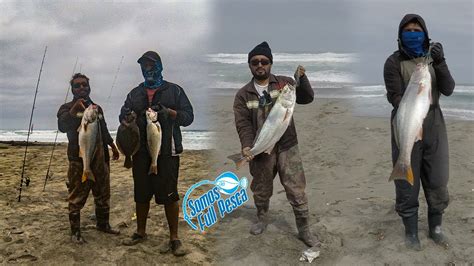 PESCADOR ENCUENTRA PLAYA LLENA DE CORVINAS GIGANTES EN PERU GRABADO