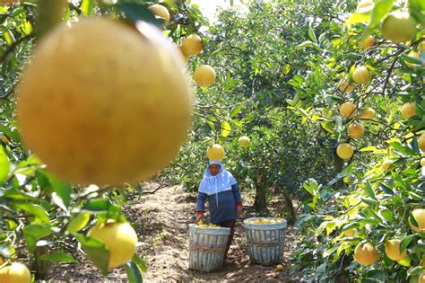 Asyiknya Wisata Petik Jeruk Malang Bisa Bawa Pulang Sepuasnya