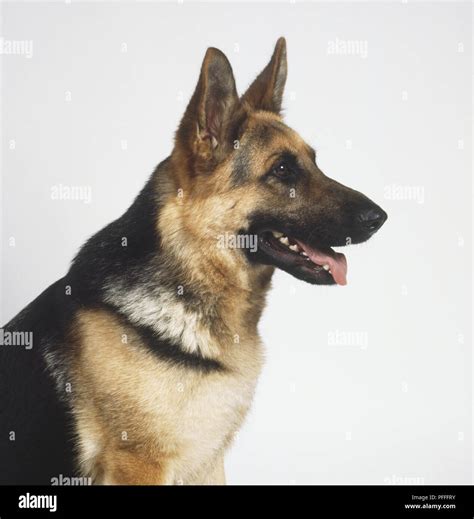 Sitting German Shepherd Side View Set puppy dog in flat style side view ...