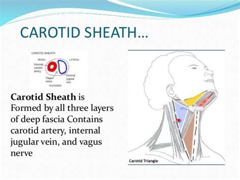 Carotid Sheath