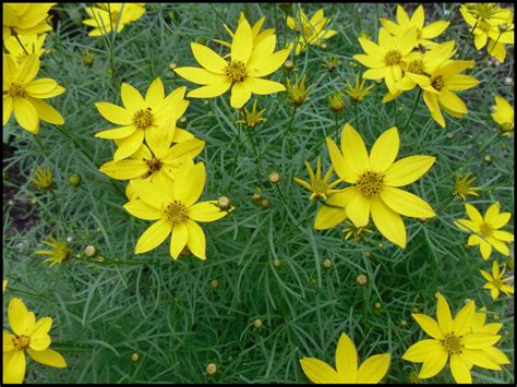 ZAGREB COREOPSIS – Hinsdale Nurseries