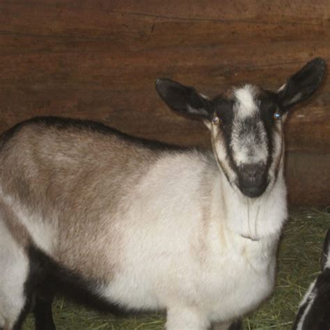 DAIRY GOATS & GOAT MILK | Learn the Basics