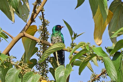 Myanmar Birding Tours Burma Birds Of Myanmar Birdquest