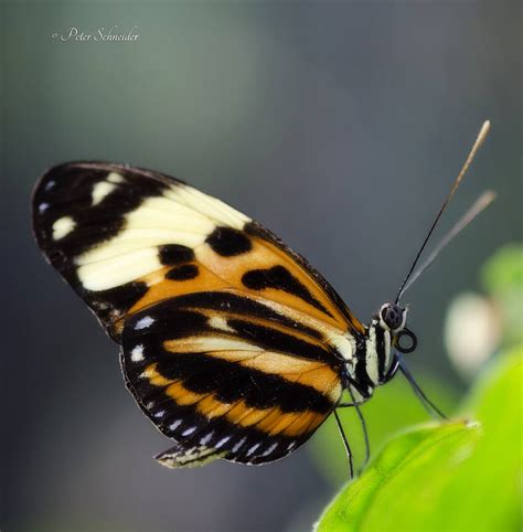 Heliconius By Phototubby On Deviantart