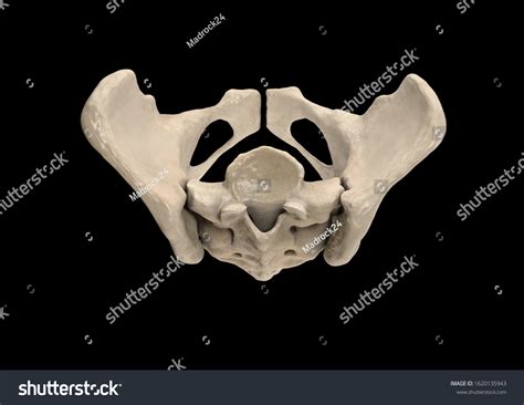 Pelvis Human Skeleton Female Pelvic Bone Stock Illustration 1620135943 | Shutterstock