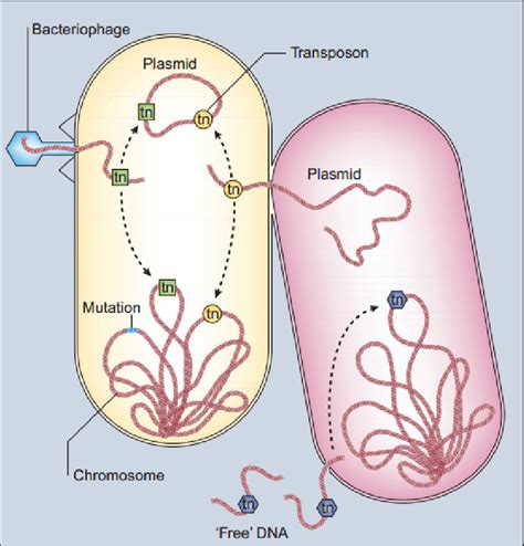 4 Schematic Representation Of The Genetics And Spread Of Drug