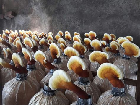 Nấm Linh chi đỏ – Thảo dược Bảo Minh