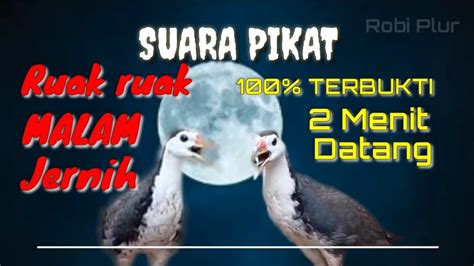 Suara Pikat Ruak Ruak Malam 100 Ampuh Anti Zonk Kruaaak Kruwuaa