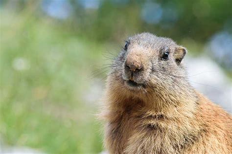 Le Jour De La Marmotte Perelafouine