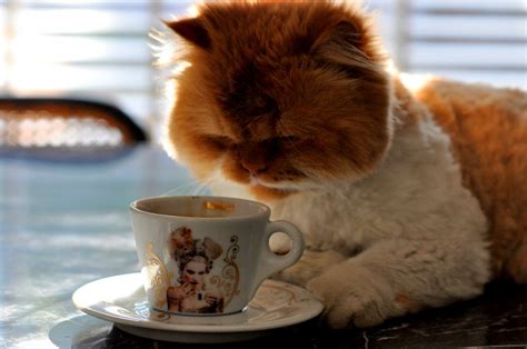 My cat loves coffee - HD funny wallpaper