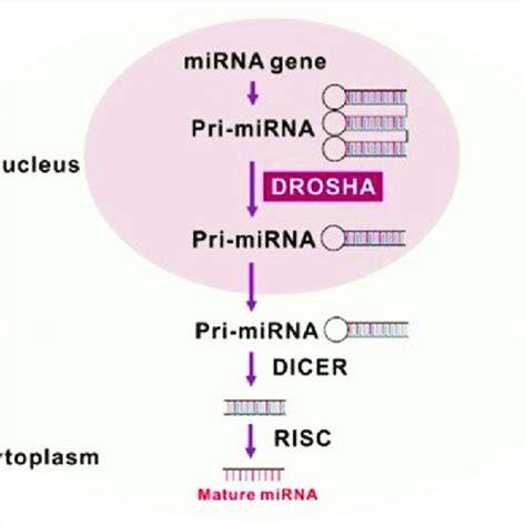 The Maturation Of MiRNA By Drosha Ribonuclease III DROSHA Soo Jung