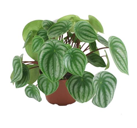 Peperomia Scandens E Peperomia Sandersii Como Cuidar Hm Jardins