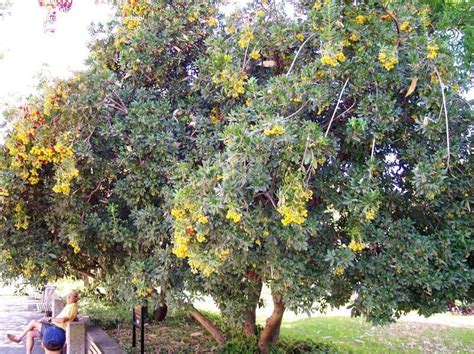 Plantfiles Pictures Arbutus Species Killarney Strawberry Tree