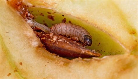 Worms On Apple Trees 10 Possible Suspects And Control Methods Rennie Orchards