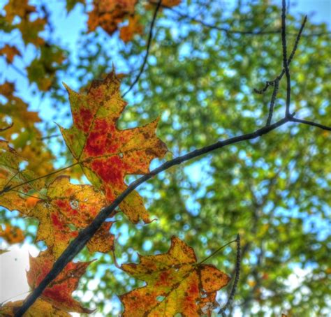 Autumn Leaves Free Stock Photo Public Domain Pictures