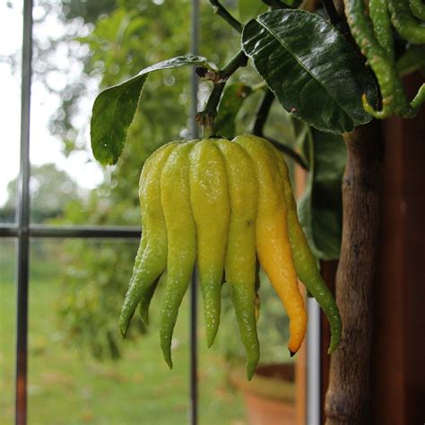 Buddhas Hand Tree T Beautiful Hand Of Buddha Fruits As Ts