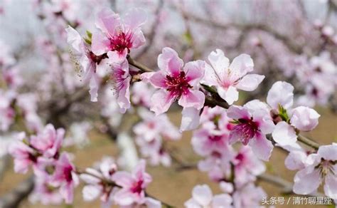 紅鸞星動！2018年桃花運旺翻天的4大生肖，姻緣天降必得良人 每日頭條