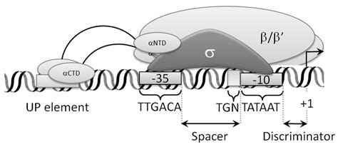 2 The Schematic View Of The Interaction Between Rna Polymerase Download Scientific Diagram