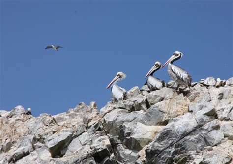 Lima Ballestas Islands Huacachina Oasis Nazca Lines Tour Getyourguide